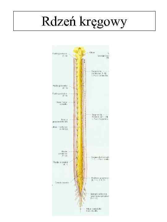 Rdzeń kręgowy 