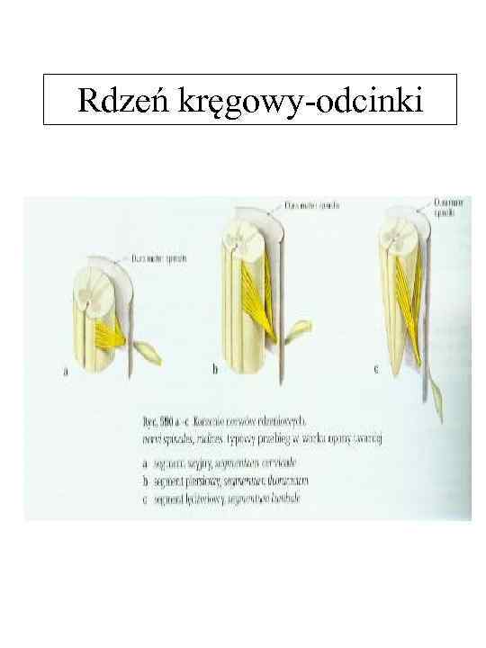 Rdzeń kręgowy-odcinki 