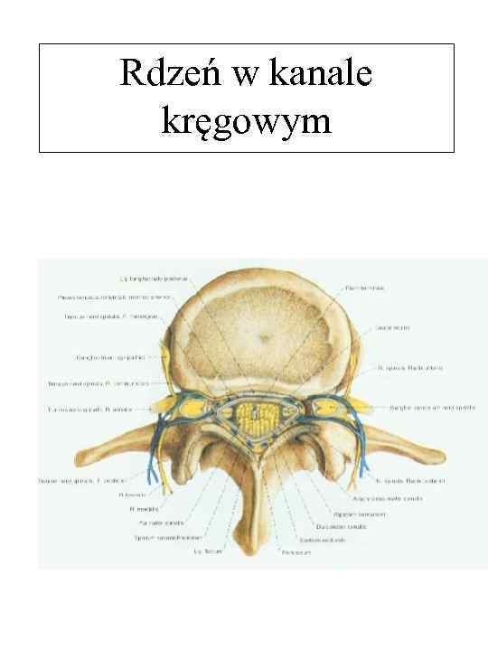 Rdzeń w kanale kręgowym 