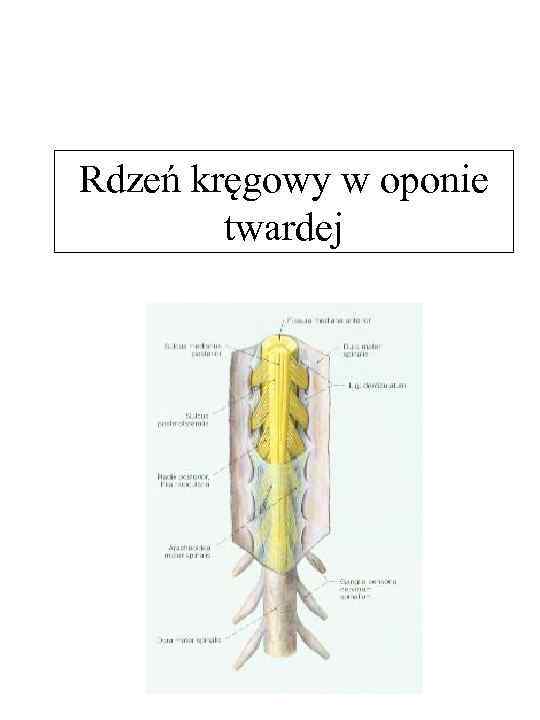 Rdzeń kręgowy w oponie twardej 