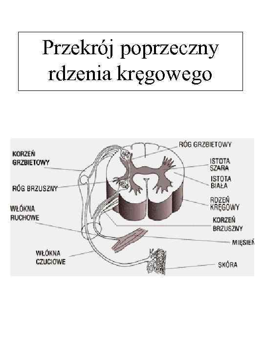 Przekrój poprzeczny rdzenia kręgowego 