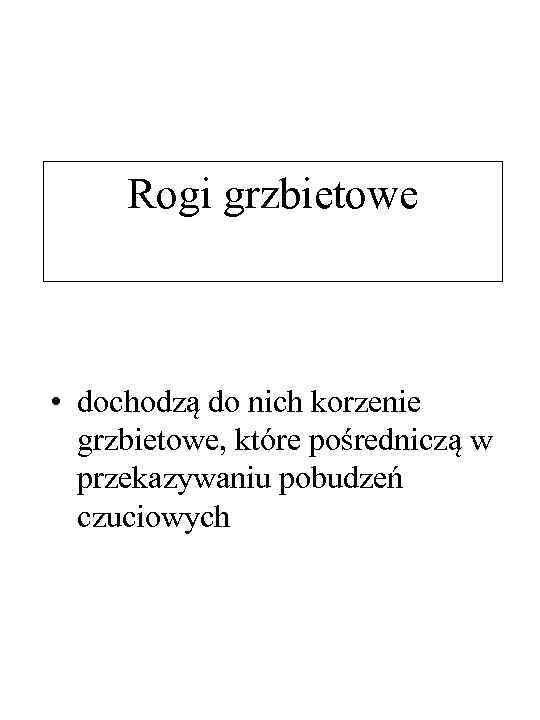 Rogi grzbietowe • dochodzą do nich korzenie grzbietowe, które pośredniczą w przekazywaniu pobudzeń czuciowych