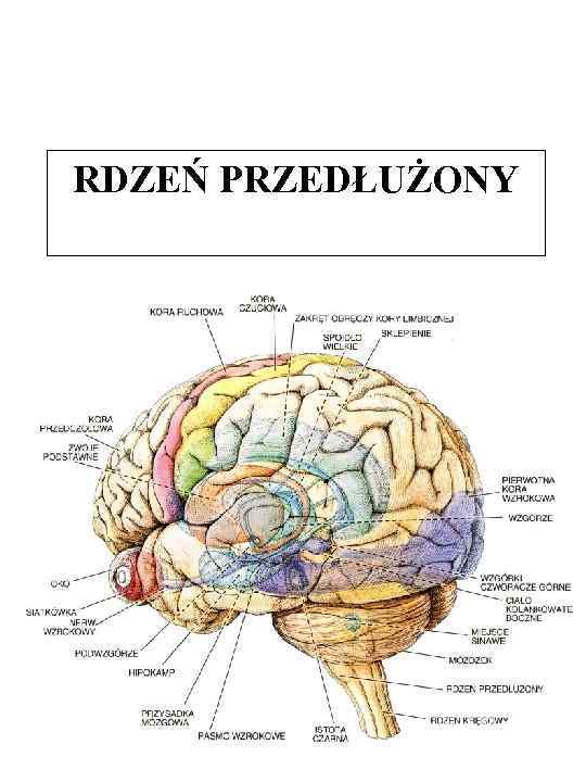 RDZEŃ PRZEDŁUŻONY 