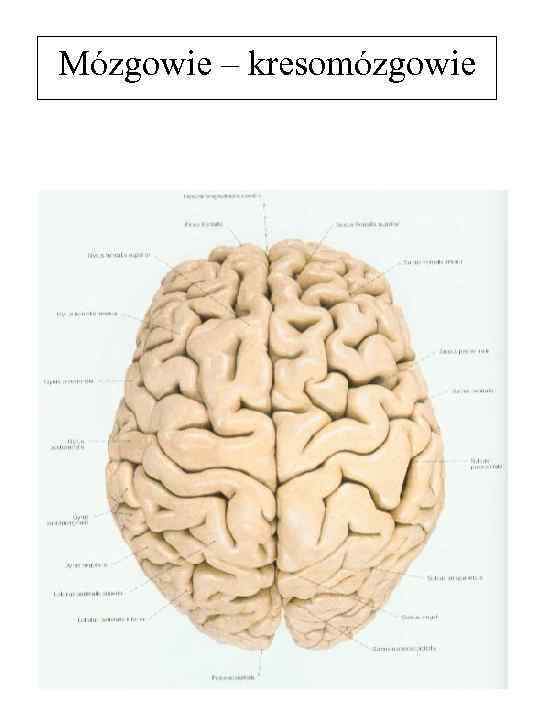 Mózgowie – kresomózgowie 