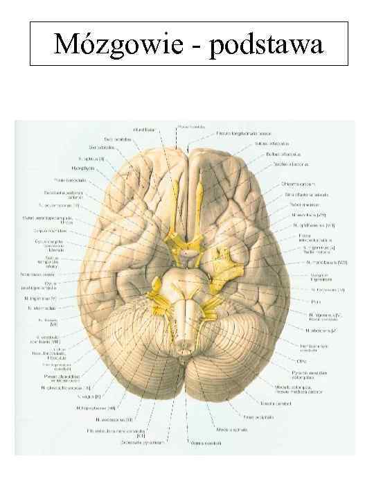Mózgowie - podstawa 