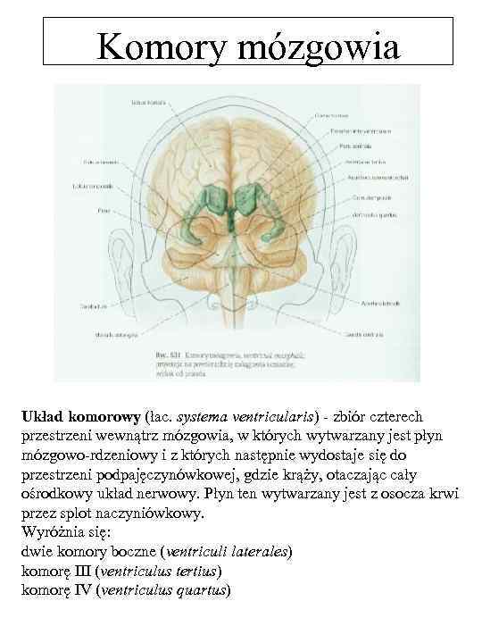 Komory mózgowia Układ komorowy (łac. systema ventricularis) - zbiór czterech przestrzeni wewnątrz mózgowia, w