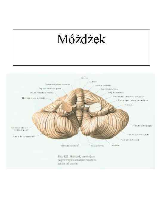 Móżdżek 