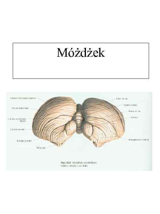 Móżdżek 