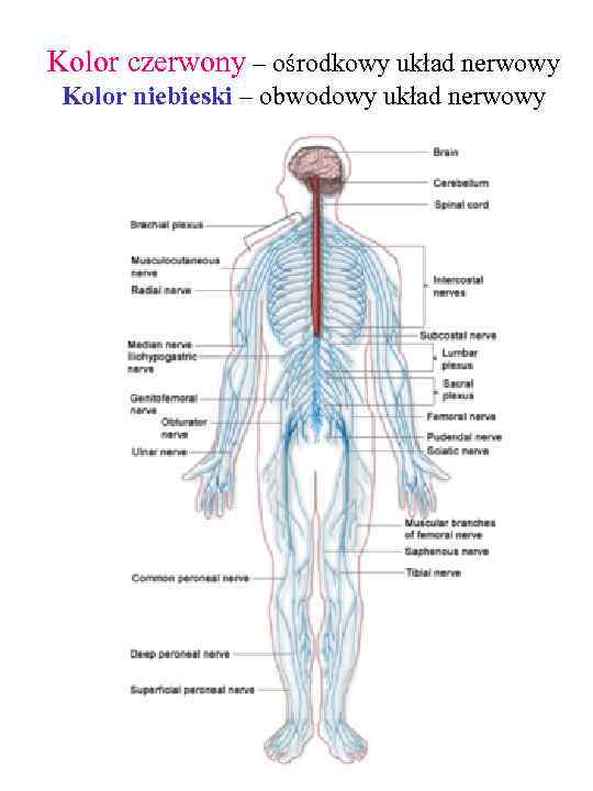 Kolor czerwony – ośrodkowy układ nerwowy Kolor niebieski – obwodowy układ nerwowy 