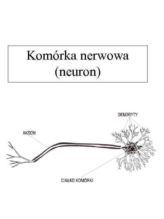 Komórka nerwowa (neuron) 