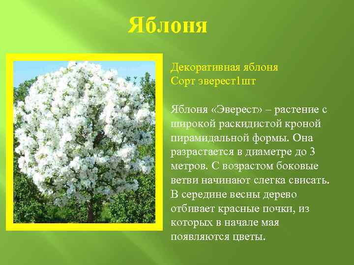 Яблоня Декоративная яблоня Сорт эверест1 шт Яблоня «Эверест» – растение с широкой раскидистой кроной