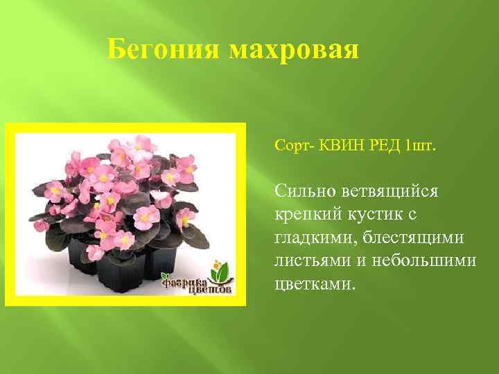 Бегония махровая Сорт- КВИН РЕД 1 шт. Сильно ветвящийся крепкий кустик с гладкими, блестящими
