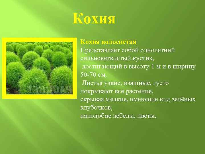 Кохия волосистая Представляет собой однолетний сильноветвистый кустик, достигающий в высоту 1 м и в