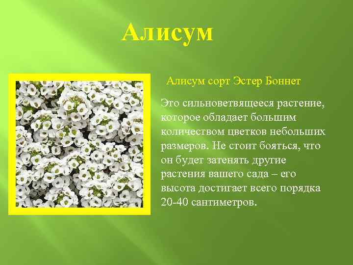 Алисум сорт Эстер Боннет Это сильноветвящееся растение, которое обладает большим количеством цветков небольших размеров.