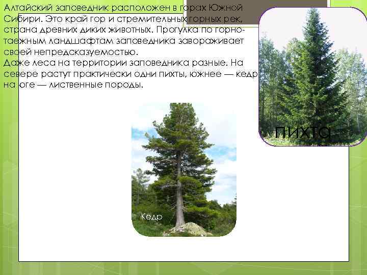 Алтайский заповедник расположен в горах Южной Сибири. Это край гор и стремительных горных рек,