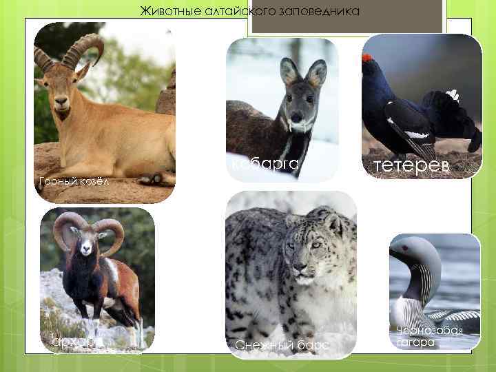 Животные алтайского заповедника кабарга Горный козёл архар Снежный барс тетерев Чернозобая гагара 