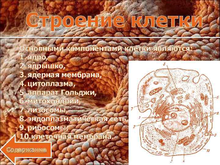 Строение клетки Основными компонентами клетки являются: 1. ядро, 2. ядрышко, 3. ядерная мембрана, 4.