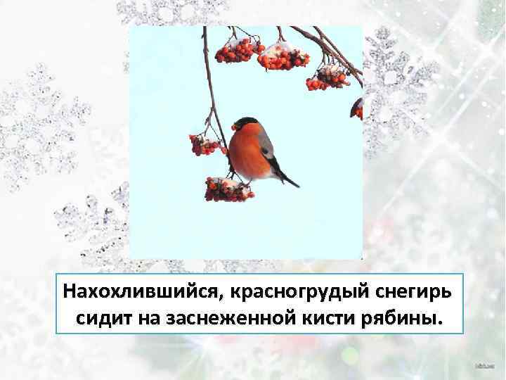 Нахохлившийся, красногрудый снегирь сидит на заснеженной кисти рябины. 