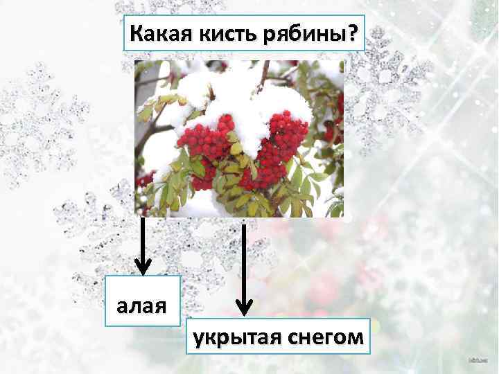 Какая кисть рябины? алая укрытая снегом 