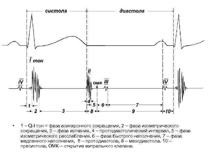 Схема систолы и диастолы