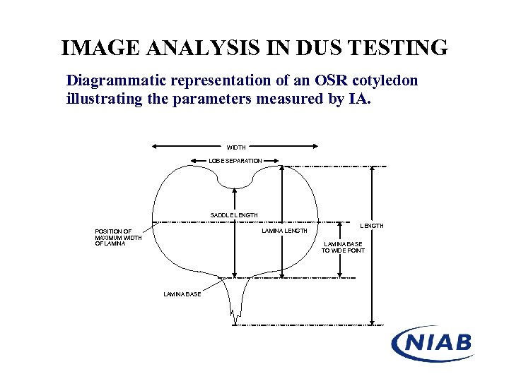IMAGE ANALYSIS IN DUS TESTING Diagrammatic representation of an OSR cotyledon illustrating the parameters