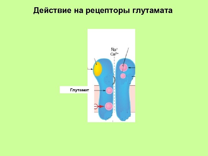Действие на рецепторы глутамата Глутамат 