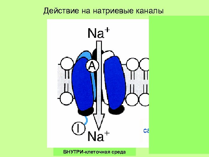 Действие на натриевые каналы ВНУТРИ-клеточная среда 