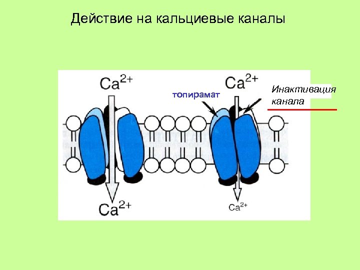 Действие на кальциевые каналы топирамат Инактивация канала 