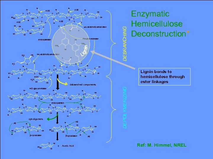 O HO HO O O OH O O O O a-L-arabinofuranosidase O HO OH