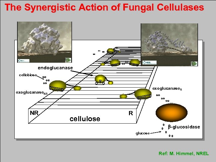 The Synergistic Action of Fungal Cellulases endoglucanase cellobiose exoglucanase. R exoglucanase. NR NR cellulose