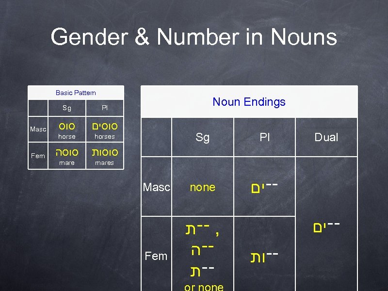 Gender & Number in Nouns Basic Pattern Sg Masc Fem סוסים horses סוסה סוסות