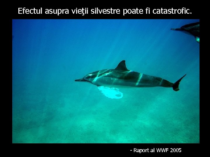 Efectul asupra vieţii silvestre poate fi catastrofic. - Raport al WWF 2005 