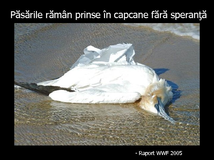 Păsările rămân prinse în capcane fără speranţă - Raport WWF 2005 