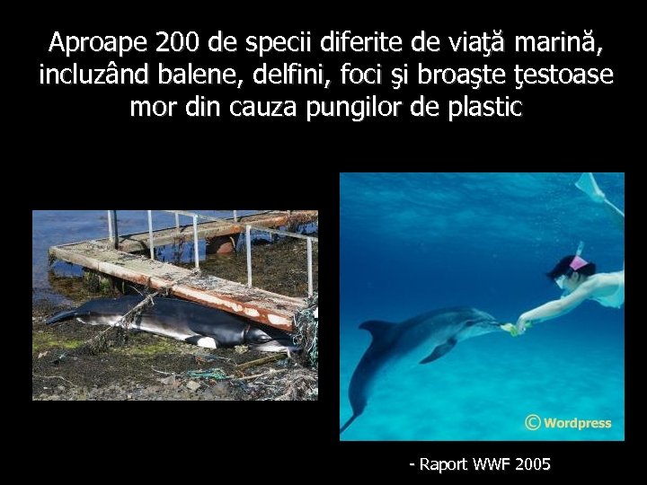 Aproape 200 de specii diferite de viaţă marină, incluzând balene, delfini, foci şi broaşte