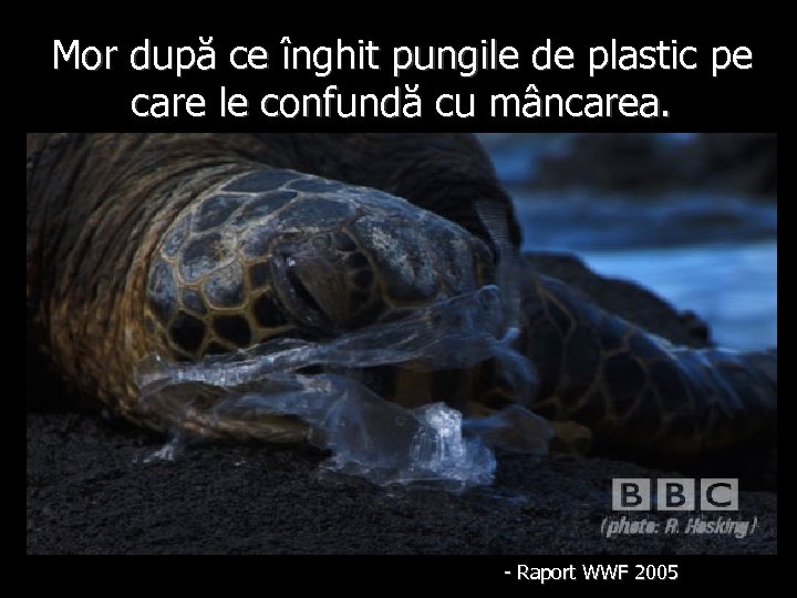 Mor după ce înghit pungile de plastic pe care le confundă cu mâncarea. -