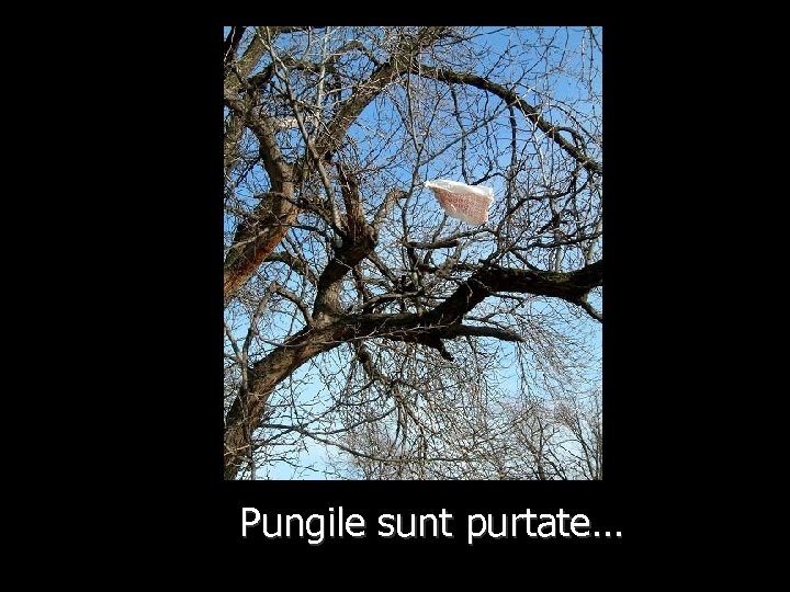 Pungile sunt purtate… 