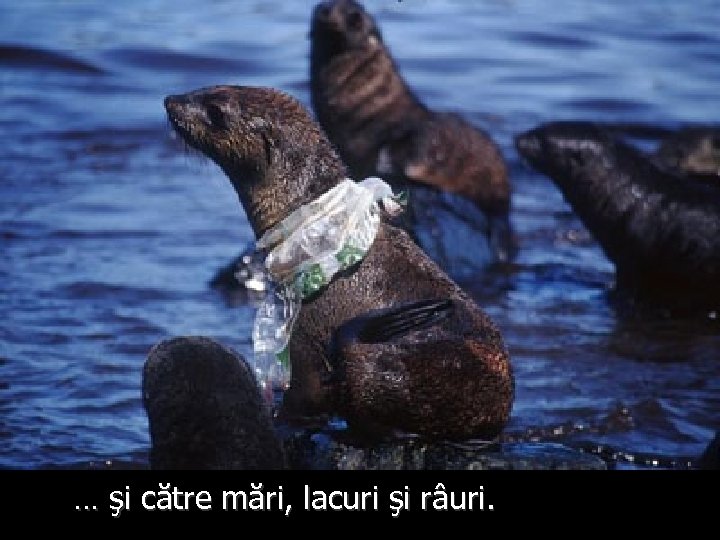 … şi către mări, lacuri şi râuri. 