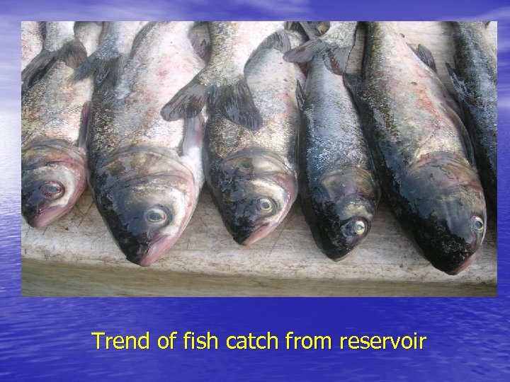Trend of fish catch from reservoir 