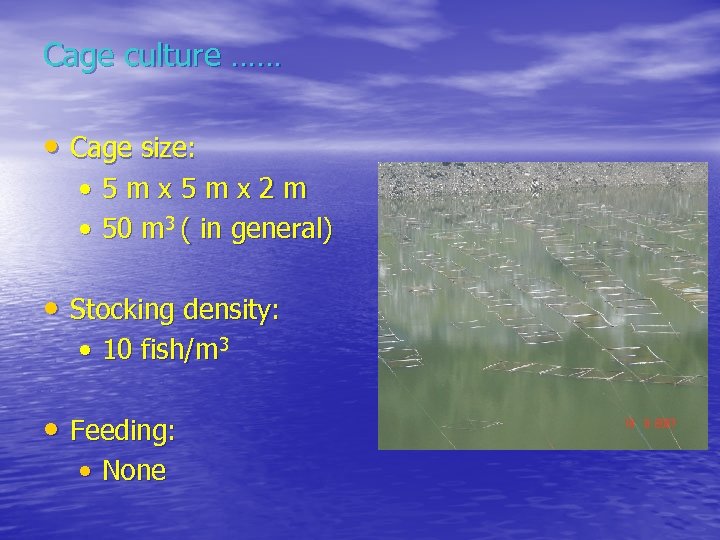 Cage culture …… • Cage size: • 5 mx 2 m • 50 m