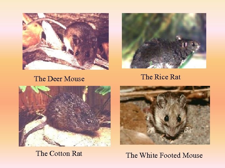 The Deer Mouse The Cotton Rat The Rice Rat The White Footed Mouse 