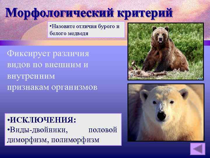 Морфологический критерий • Назовите отличия бурого и белого медведя Фиксирует различия видов по внешним