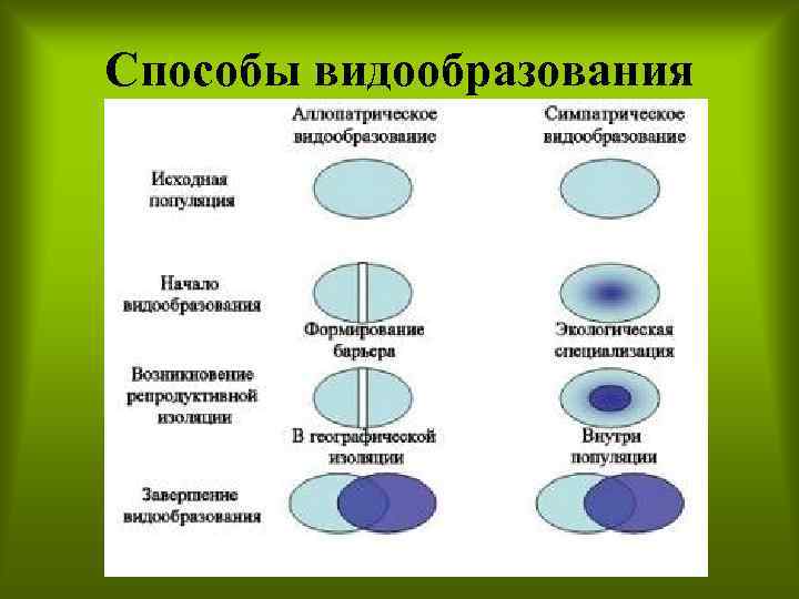 Способы видообразования 