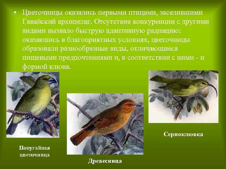  • Цветочницы оказались первыми птицами, заселившими Гавайский архипелаг. Отсутствие конкуренции с другими видами