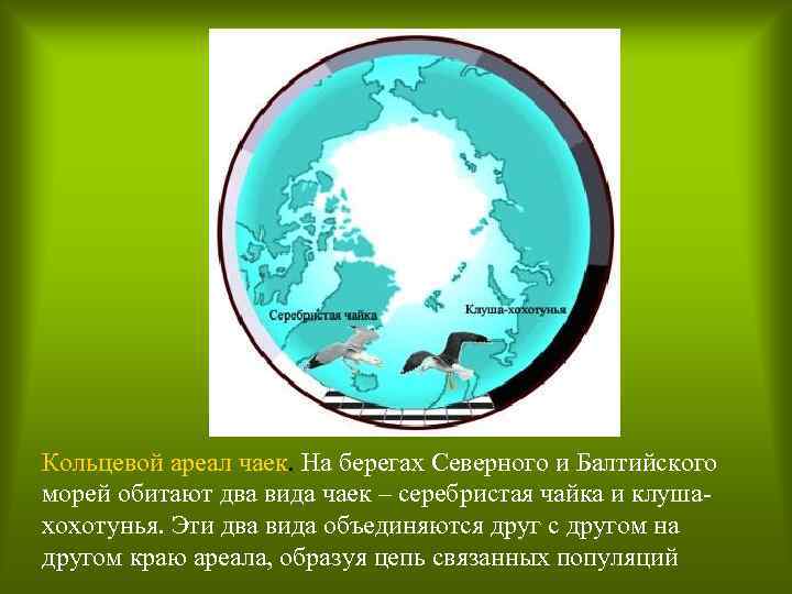 Кольцевой ареал чаек. На берегах Северного и Балтийского морей обитают два вида чаек –