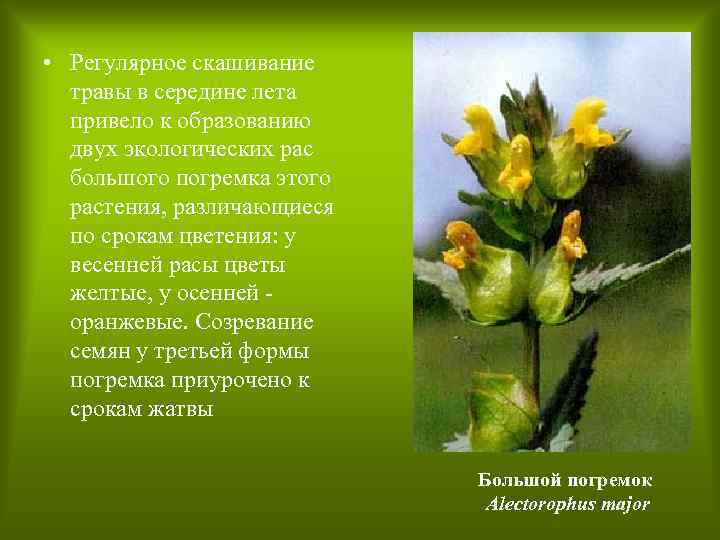  • Регулярное скашивание травы в середине лета привело к образованию двух экологических рас