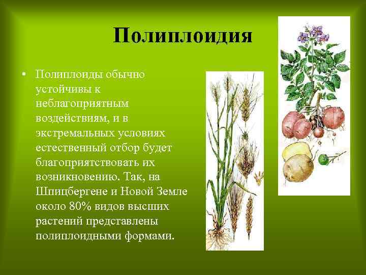 Полиплоидия • Полиплоиды обычно устойчивы к неблагоприятным воздействиям, и в экстремальных условиях естественный отбор