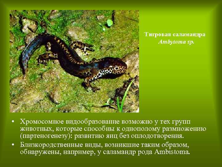 Тигровая саламандра Ambytoma sp. • Хромосомное видообразование возможно у тех групп животных, которые способны