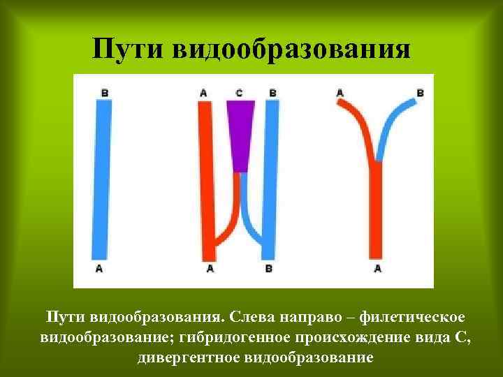 Пути видообразования. Слева направо – филетическое видообразование; гибридогенное происхождение вида С, дивергентное видообразование 
