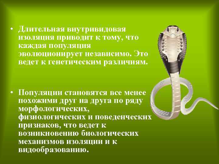  • Длительная внутривидовая изоляция приводит к тому, что каждая популяция эволюционирует независимо. Это