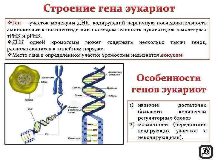 Строение гена эукариот v. Ген — участок молекулы ДНК, кодирующий первичную последовательность аминокислот в